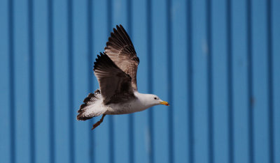 Kleine Mantelmeeuw / Lesser Black-backed Gull / Larus f. graellsii/intermedius