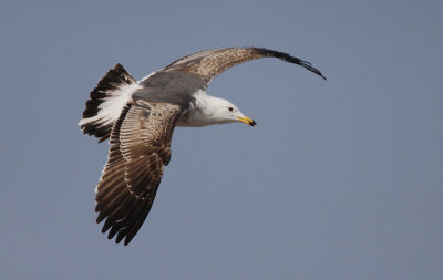 Kleine Mantelmeeuw / Lesser Black-backed Gull / Larus f. graellsii/intermedius