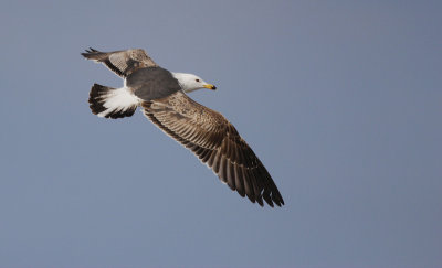 Kleine Mantelmeeuw / Lesser Black-backed Gull / Larus f. graellsii/intermedius