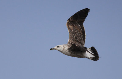Kleine Mantelmeeuw spec. / Lesser Black-backed Gull sp. / Larus fuscus sp.