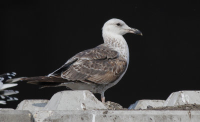 Kleine Mantelmeeuw spec. / Lesser Black-backed Gull sp. / Larus fuscus sp.