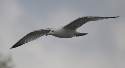 Pontische Meeuw / Caspian Gull / Larus cachinnans