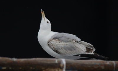 Pontische Meeuw / Caspian Gull / Larus cachinnans