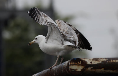 Pontische Meeuw / Caspian Gull / Larus cachinnans