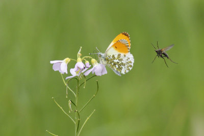 Oranjetipje / Anthocharis cardamines