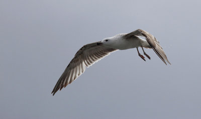 Pontische Meeuw / Caspian Gull / Larus cachinnans