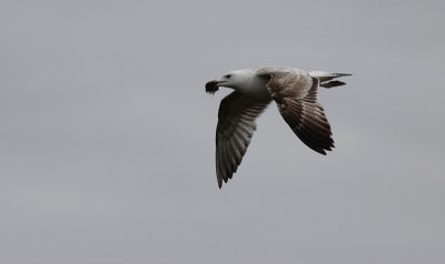 Pontische Meeuw / Caspian Gull / Larus cachinnans