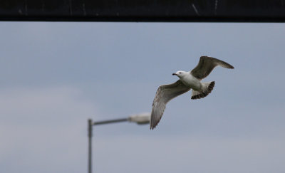 Pontische Meeuw / Caspian Gull / Larus cachinnans