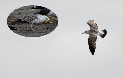 Kleine Mantelmeeuw / Lesser Black-backed Gull / Larus f. graellsii/intermedius