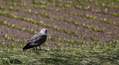 Steppekiekendief / Pallid Harrier / Circus macrourus