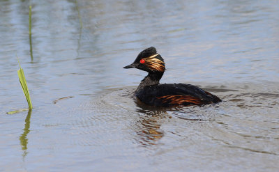 Geoorde Fuut / Black-necked Grebe / Podiceps nigricollis