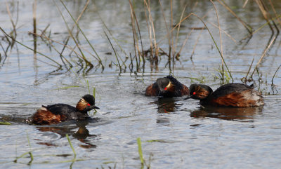 Geoorde Fuut / Black-necked Grebe / Podiceps nigricollis