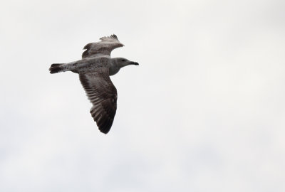 Pontische Meeuw / Caspian Gull / Larus cachinnans