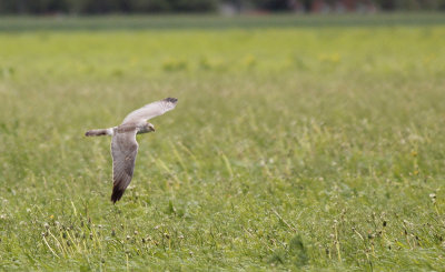 Steppekiekendief / Pallid Harrier / Circus macrourus