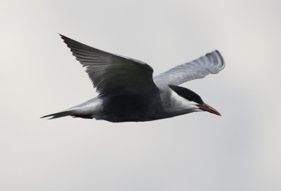 Witwangstern / Whiskered Tern / Chlidonias hybrida