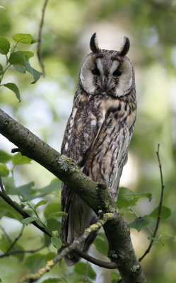 Ransuil / Long-eared Owl / Asio otus