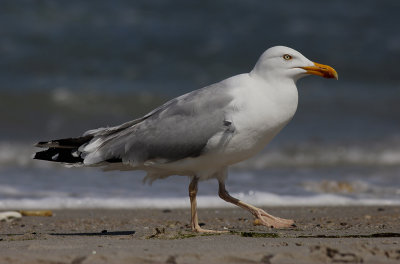 Zilvermeeuw / Herring Gull / Larus a. argentatus