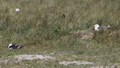 Kleine Mantelmeeuw / Lesser Black-backed Gull / Larus f. intermedius