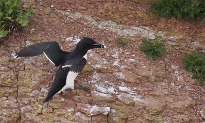 Alk / Razorbill / Alca torda