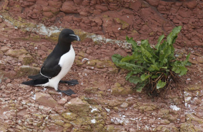 Alk / Razorbill / Alca torda