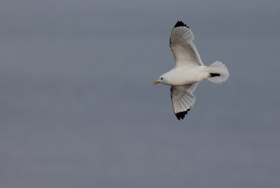 Drieteenmeeuw / Kittiwake / Rissa tridactyla