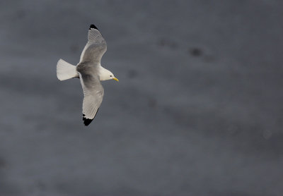 Drieteenmeeuw / Kittiwake / Rissa tridactyla