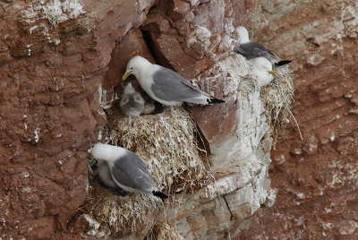 Drieteenmeeuw / Kittiwake / Rissa tridactyla