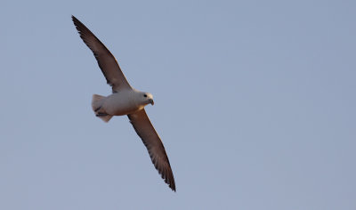 Noordse Stormvogel / Northern Fulmar / Fulmarus glacialis