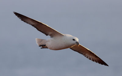 Noordse Stormvogel / Northern Fulmar / Fulmarus glacialis