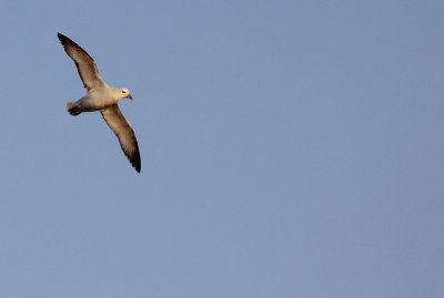 Noordse Stormvogel / Northern Fulmar / Fulmarus glacialis