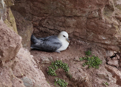 Noordse Stormvogel / Northern Fulmar / Fulmarus glacialis