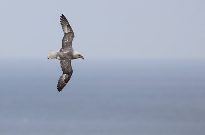 Noordse Stormvogel / Northern Fulmar / Fulmarus glacialis