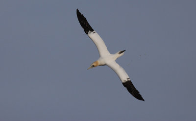 Jan-van-Gent / Northern Gannet / Morus bassanus