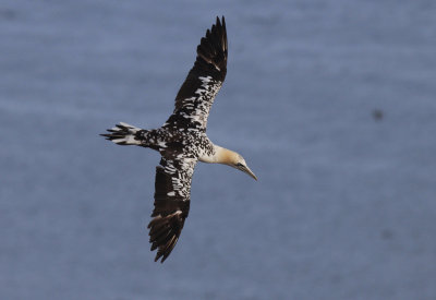 Jan-van-Gent / Northern Gannet / Morus bassanus