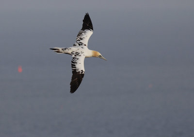 Jan-van-Gent / Northern Gannet / Morus bassanus