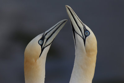 Jan-van-Gent / Northern Gannet / Morus bassanus