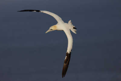 Jan-van-Gent / Northern Gannet / Morus bassanus