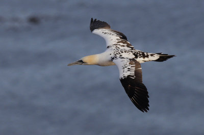 Jan-van-Gent / Northern Gannet / Morus bassanus