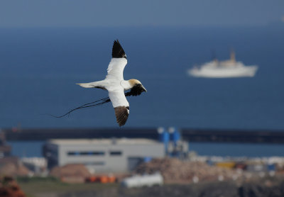 Jan-van-Gent / Northern Gannet / Morus bassanus