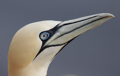 Jan-van-Gent / Northern Gannet / Morus bassanus