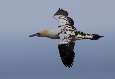 Jan-van-Gent / Northern Gannet / Morus bassanus