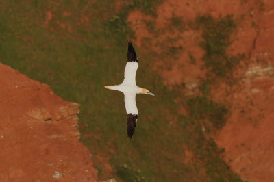 Jan-van-Gent / Northern Gannet / Morus bassanus