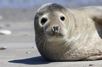 Gewone Zeehond / Harbour Seal / Phoca vitulina