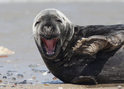 Grijze Zeehond / Grey Seal / Halichoerus grypus