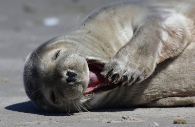 Grijze Zeehond / Grey Seal / Halichoerus grypus