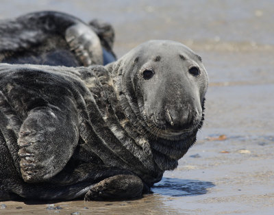 Grijze Zeehond / Grey Seal / Halichoerus grypus