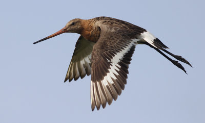Grutto / Black-tailed Godwit / Limosa limosa