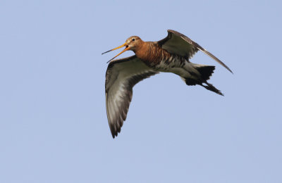 Grutto / Black-tailed Godwit / Limosa limosa