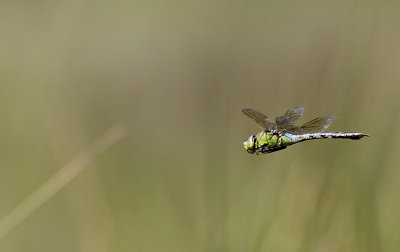 Grote Keizerlibel / Anax imperator