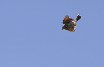 Boompieper / Tree Pipit / Anthus trivialis